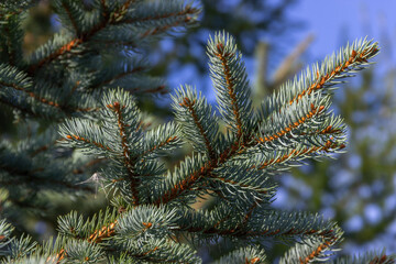 Green blue spruce branch. Coniferous tree. Selective focus.