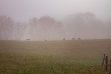 misty morning in the field