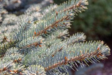 Green blue spruce branch. Coniferous tree. Selective focus.