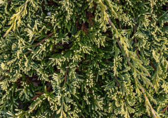  Green juniper branches close-up. Texture nature background. Coniferous evergreen shrubs.