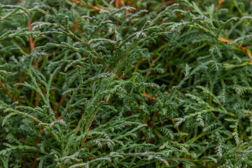 Green thuja branches close-up. Texture nature background. Coniferous evergreen shrubs.