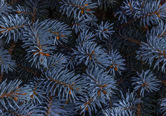 Textured nature background with blue spruce branch. Coniferous tree close-up. Selective focus.