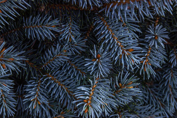 Textured nature background with blue spruce branch. Coniferous tree close-up. Selective focus.