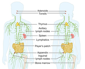 Human immune system, medical illustration_3