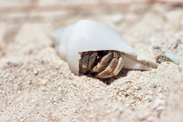 Macro shot of small hermit crab with white shell in the sand of the archipelago Palau