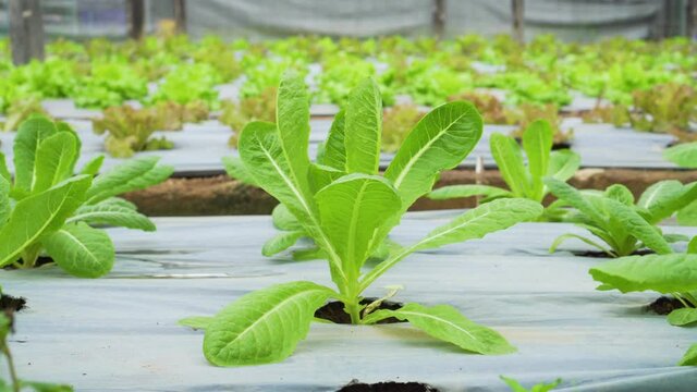 Fresh and organic green cos growing in the glasshouse. Greenhouse nursery. Success business, production process salats and vegetables in the greenhouse. Close-up
