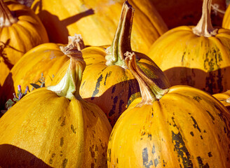 Orange autumn pumpkins on the farm.
