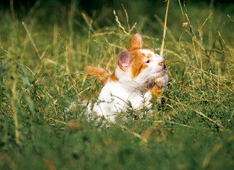 Kitten playing in the grass.