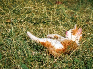 Kitten playing in the grass.