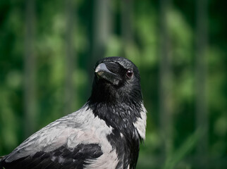 City crow on the lawn in the park in the green grass