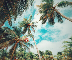 Fototapety  Wysokie palmy na plaży Bois Jolan na Gwadelupie w tonacji vintage