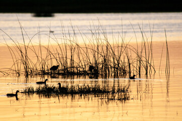 Entardecer em lago no pampa, Lincoln, Buenos Aires, Argentina, foto de Zé Paiva, Vista Imagens.