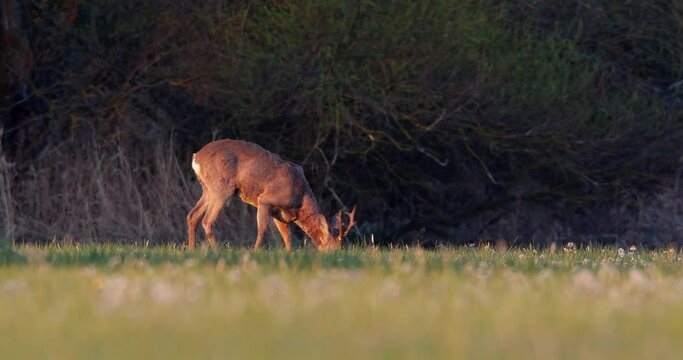 Roe deer, capreolus capreolus, buck grazing on a meadow and barking in spring. Mammal with antlers and winter coating on hay field with green grass looking into camera. Animal wildlife in nature.