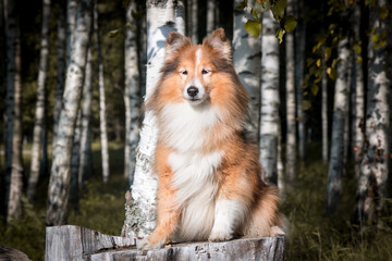 Naklejka na ściany i meble Stunning nice fluffy sable white shetland sheepdog female, sheltie sitting pretty outside on stump on a sunny day with birch tree. Small working, little cute collie, lassie sheepdog outdoors 