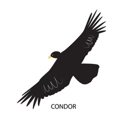 Illustration with condor - bird of prey of america.
