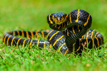 Gold Ringed cat snake on grass