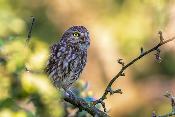 Steinkauz (Athene noctua)