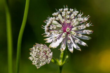 Große Sterndolde (Astrantia major)