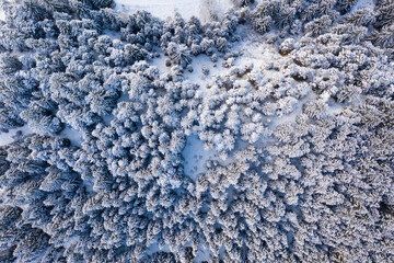 Drones view from above of snow-covered spruce trees in winter