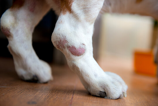 A wounded dog's leg From skin infections 