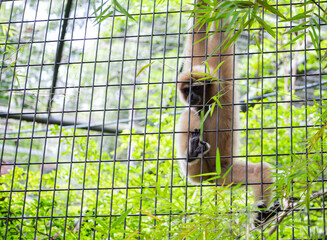 baby monkey in a cage