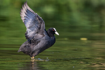 Bläßhuhn (Fulica atra)