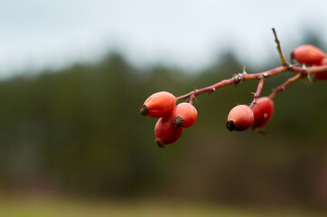 Red rose hips on a branch