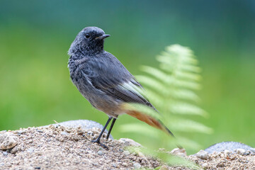 Hausrotschwanz (Phoenicurus ochruros) Männchen