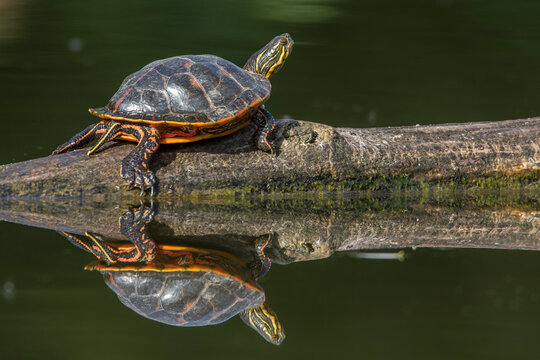 Gelbbauch-Schmuckschildkr&ouml;te (Trachemys scripta scripta)
