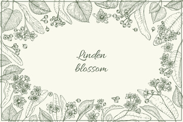 Linden branches flowers and leaves herbal oval frame. Hand drawn botanical sketch style. Vector illustration. Retro vintage graphic design.