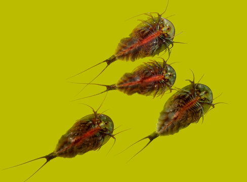 Triops