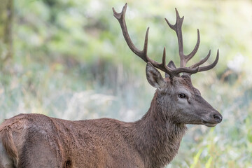 Red deer male in the woods at morning (Cervus elaphus)