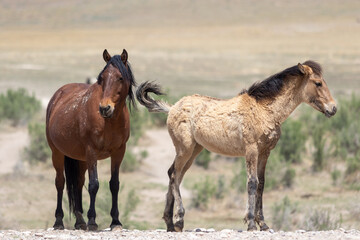 Fototapeta na wymiar Wild Horse Mare and Her Cute Faol in the Utah Desert