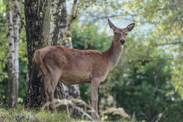 Naklejka na ściany i meble Red deer female in the woods at morning (Cervus elaphus)