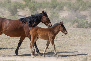 Wild Horse Mare and Her Cute Faol in the Utah Desert
