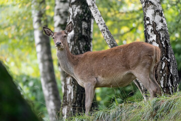 Naklejka na ściany i meble Isolated deer female in the forest (Cervus elaphus)