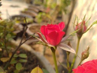 Obraz premium Red Rose Flower Closeup