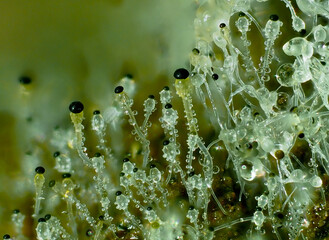 
Pillenwerfer (Pilobolus kleinii), der schnellste Pilz der Welt