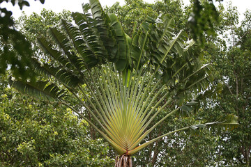 Leaves Tropical forest trees texture background wallpaper
