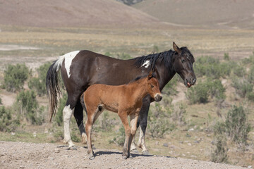 Fototapeta premium Wild Horse Mare and Her Cute Faol in the Utah Desert