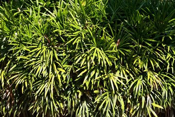 Leaves Tropical forest trees texture background wallpaper