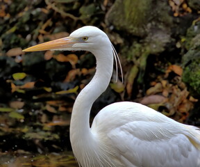 Close up of a Great white heron only found in south Florida. 