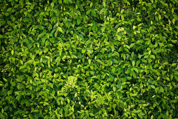 Fototapeta na wymiar Leaves Tropical forest trees texture background wallpaper