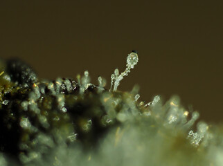 
Pillenwerfer (Pilobolus kleinii), der schnellste Pilz der Welt