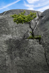Growth in the Rock