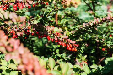 leaves on bush close by in autumn fall day, green background soft focus.