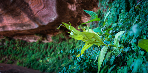 Hanging Garden in the Desert