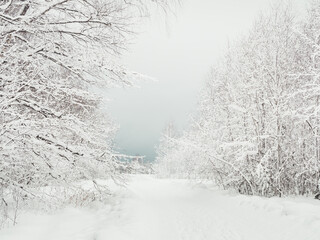 Winter natural background with trees under the snow. Rural landscape.