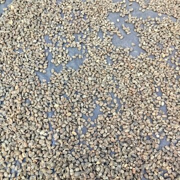 coffee beans are dry