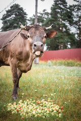A brown cow in a green meadow sticks out her tongue at the camera